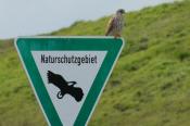 Beispiel zu 1: Falke auf einem Schild
